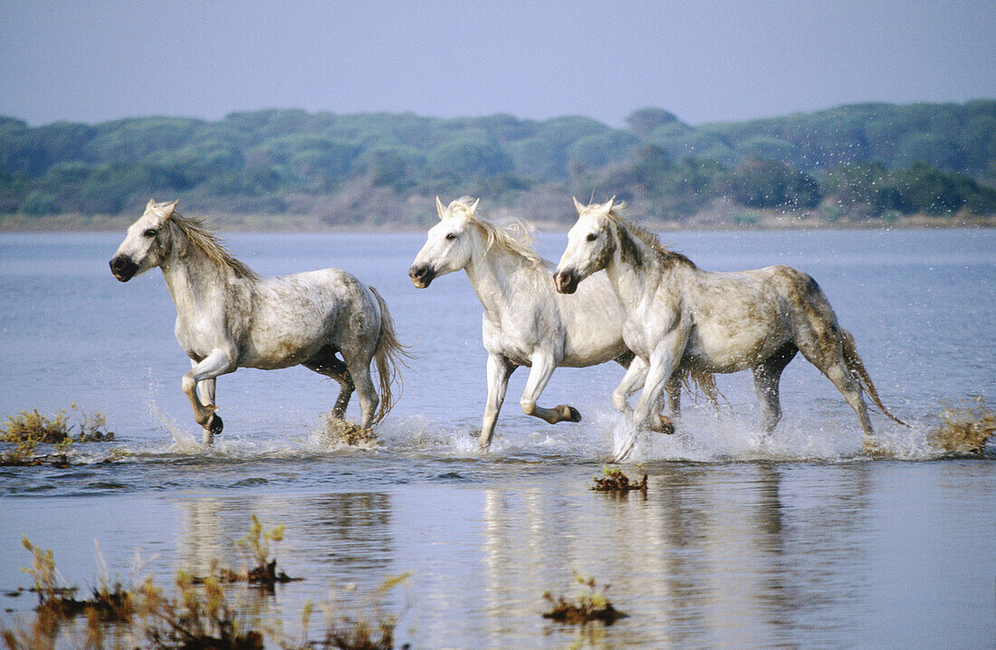  Animal, Animals, Camargue, Color, Colour, Daytime, Europe, Exterior, Farm animals, Farming, France, Horizontal, Horse, Horses, Livestock, Mammal, Mammals, Nature, Outdoor, Outdoors, Outside, River, Rivers, Three, Three animals, Trot, Trotting, Water, D88