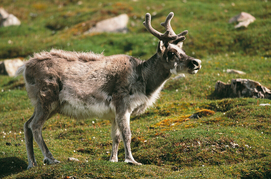 Svalbard Reindeer (Rangifer tarandus platyrhynchus)