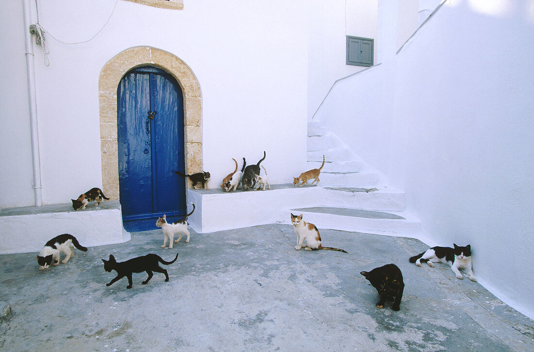Cat of Greece