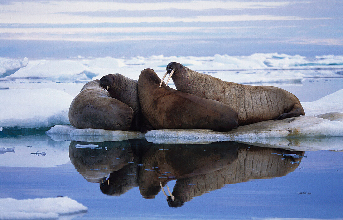 Walruses (Odobenus rosmarus)