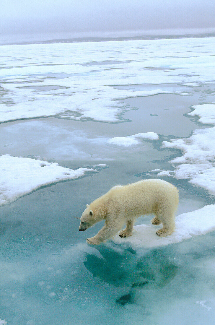 Polar Bear (Ursus maritimus)