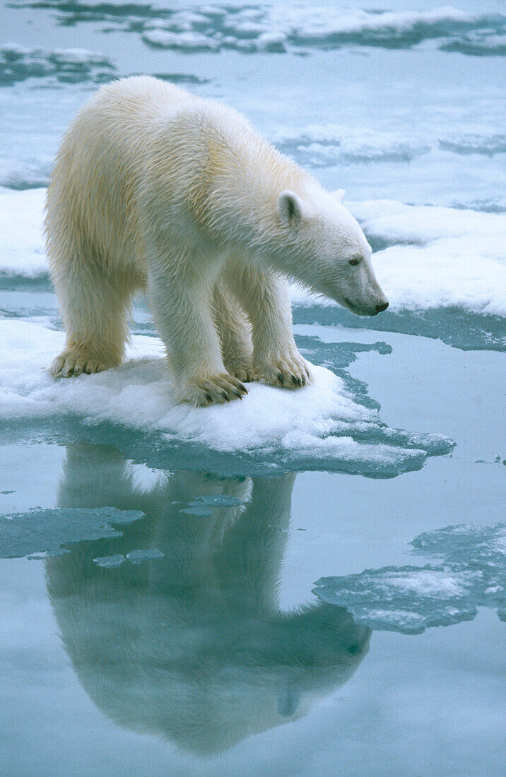 Polar Bear (Ursus maritimus)