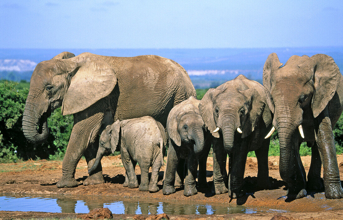 African Elephants (Loxodonta africana). Addo Elephant National Park. South Africa
