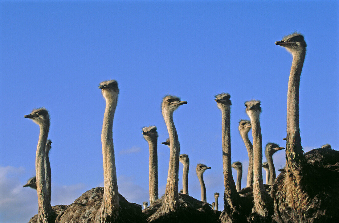 Ostriches (Struthio camelus)