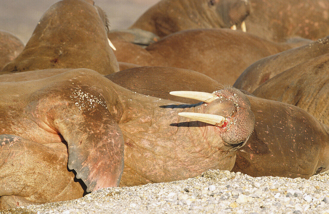 Walrus (Odobenus rosmarus)