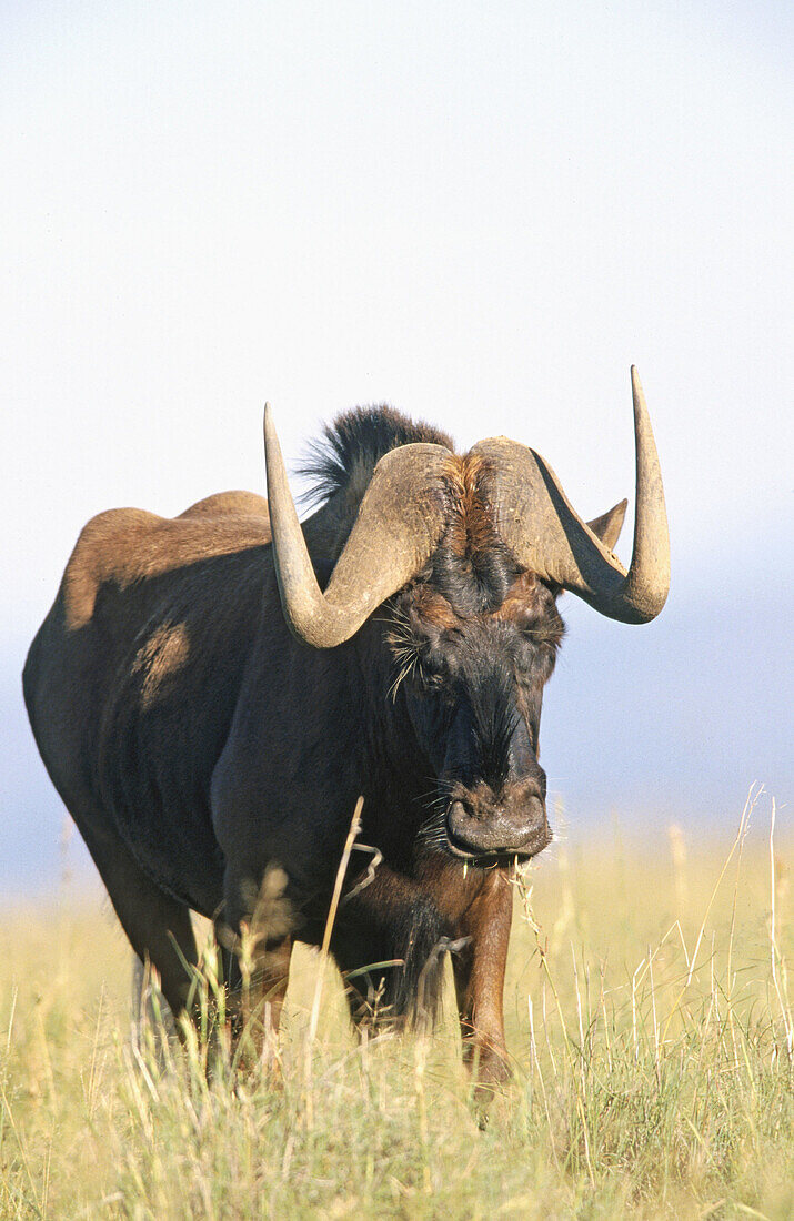 Black Wildebeest (Connochaetes gnu)
