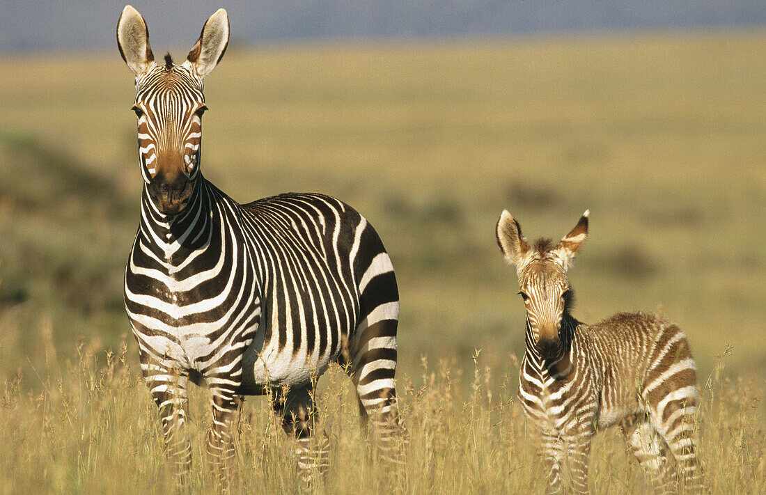 Cape Mountain Zebras (Equus zebra zebra). South Africa
