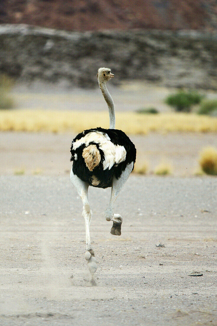 Ostrich (Struthio camelus)