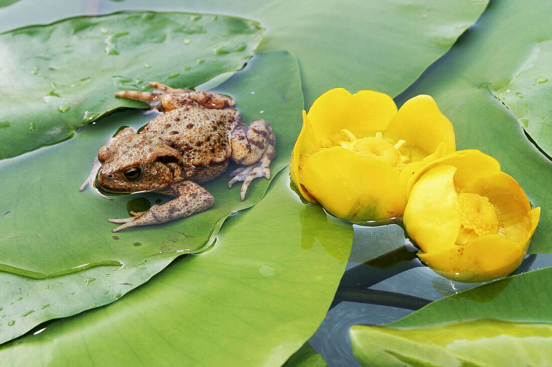 Common Toad (Bufo bufo)