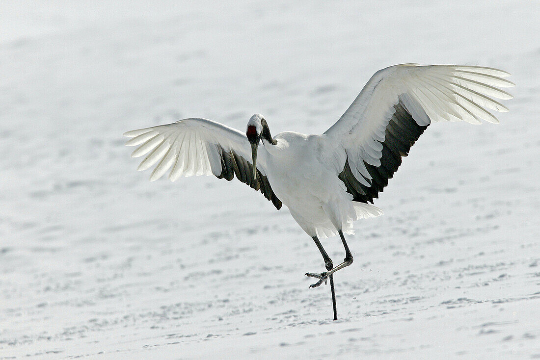 Red-Crowned Crane (Grus japonensis). Hokkaido, Japan