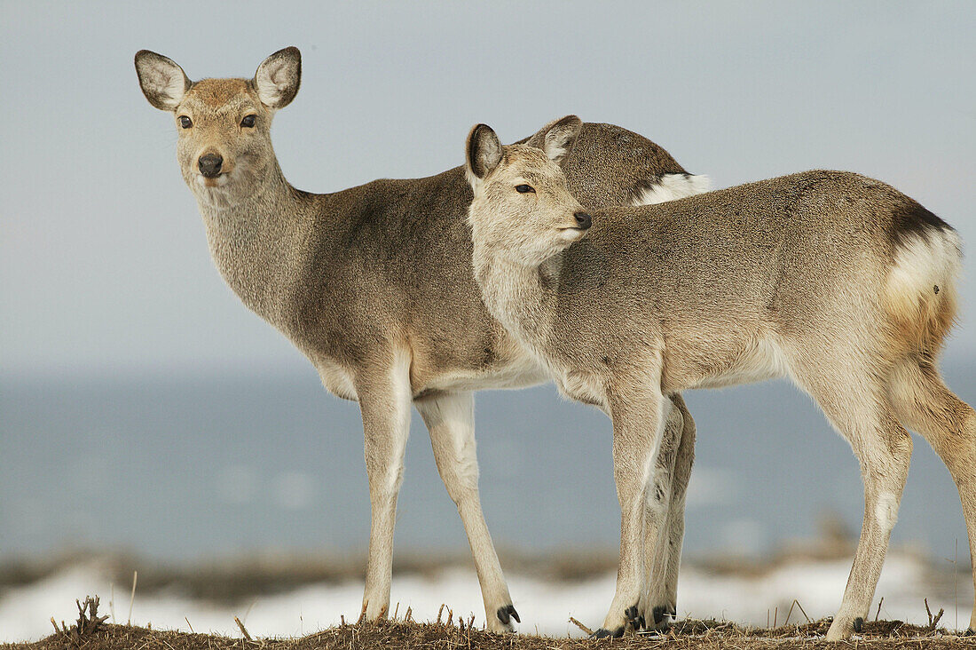 Sika Deers (Cervus nippon). Hokkaido, Japan