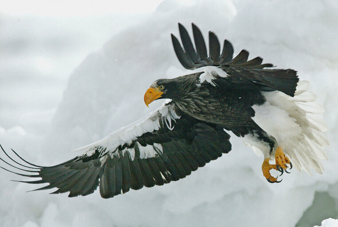 Steller s Sea-Eagle (Haliaeetus pelagicus)