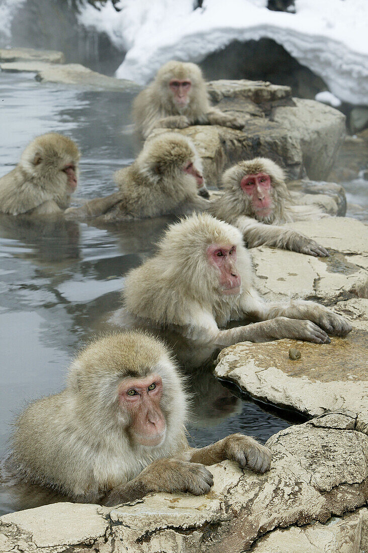 Japanese Macaque (Macaca fuscata)