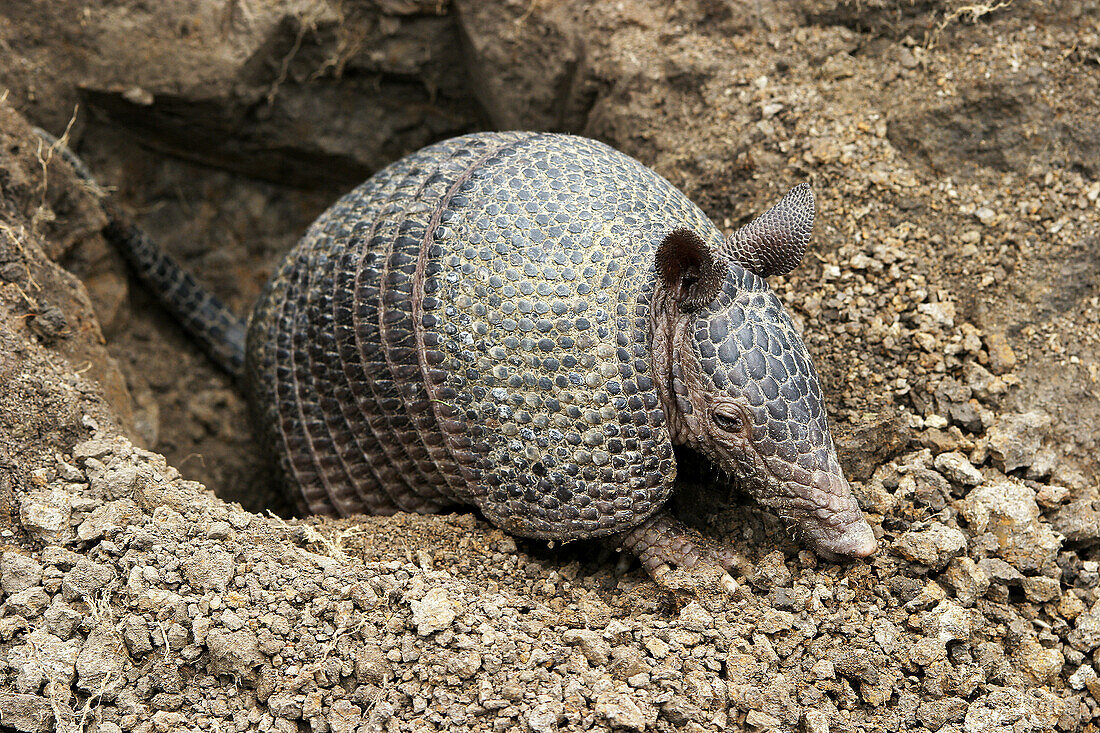 Llanos Long-nosed Armadillo (Dasypus sabanicola). Venezuela