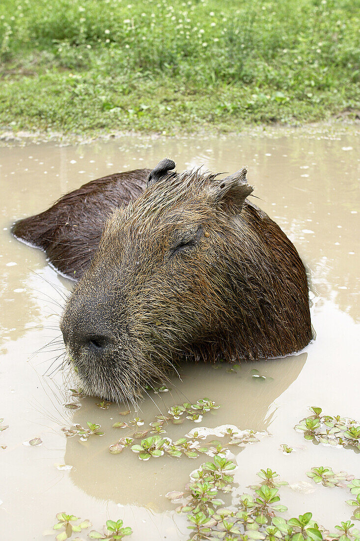 Capybara (Hydrochoerus hydrochaeris). Venezuela
