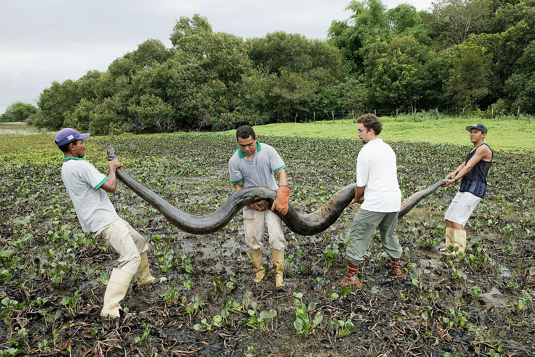 Yellow Anaconda (Eunectes notaeus). Venezuela