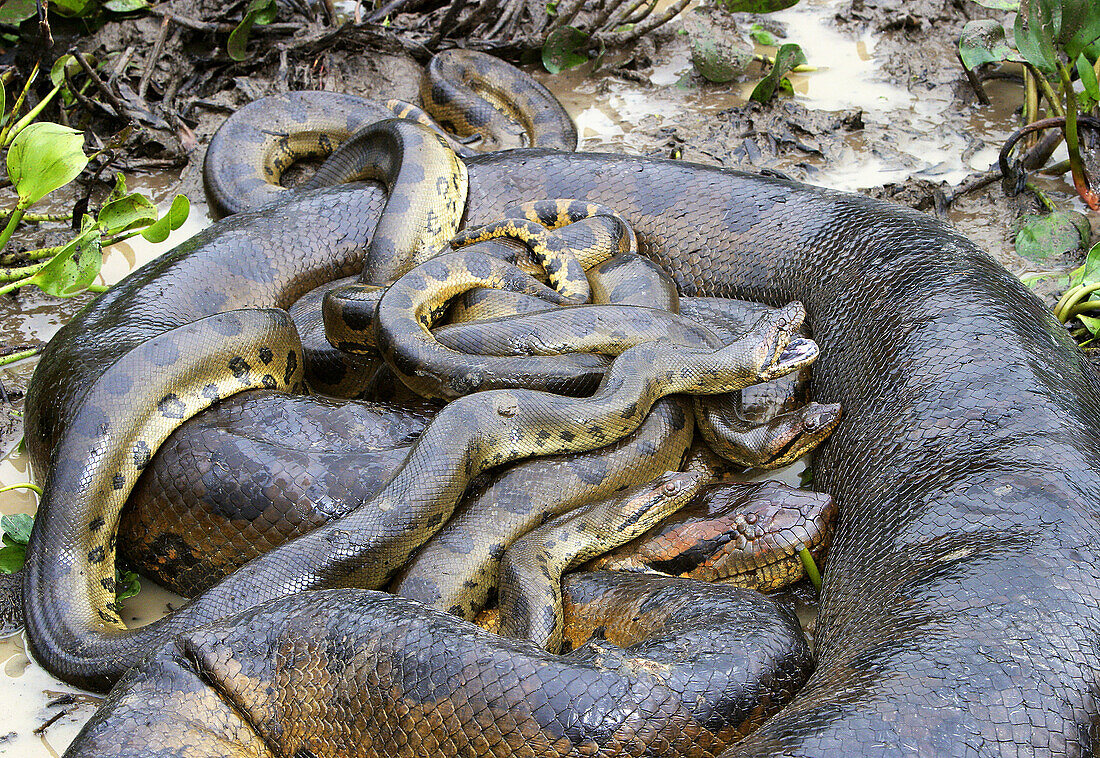 Yellow Anaconda (Eunectes notaeus). Venezuela