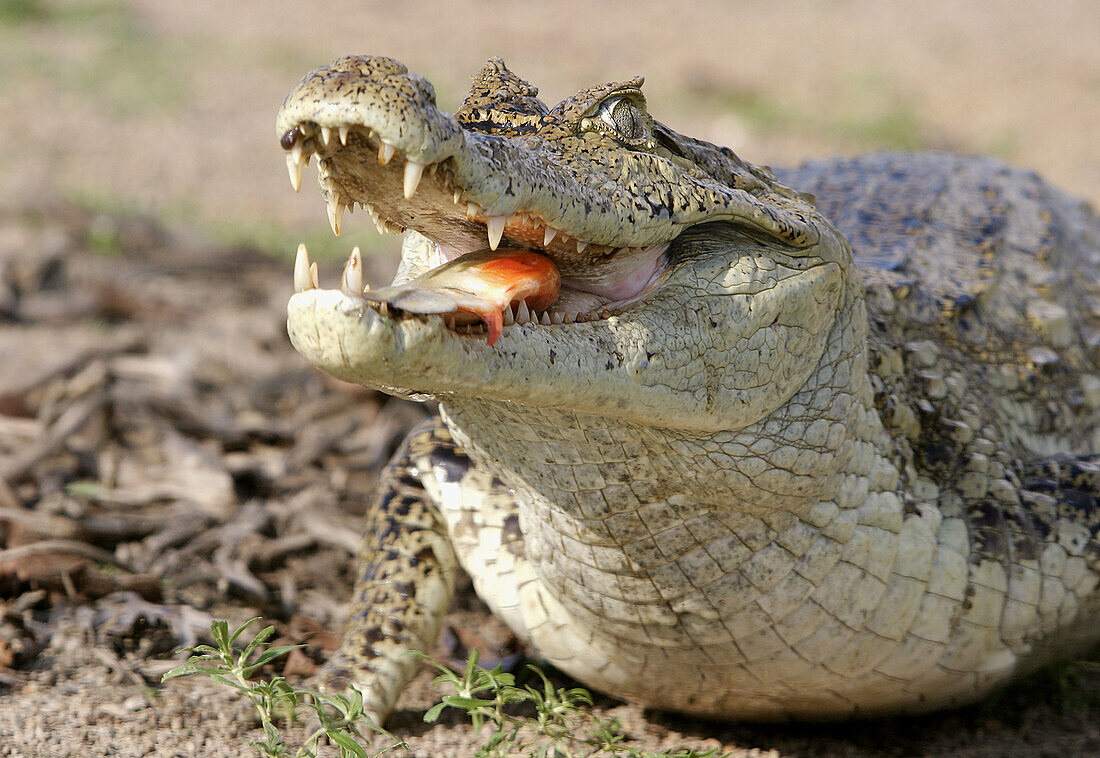 Spectacled Caiman (Caiman crocodilus). Venezuela