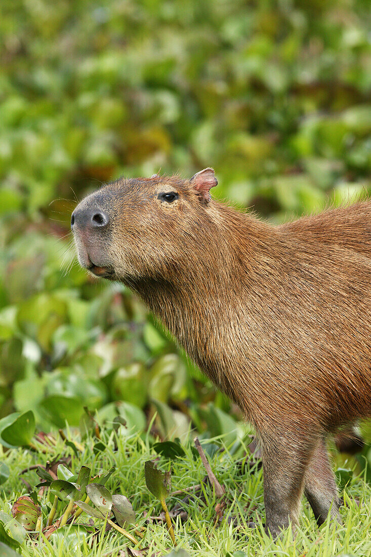 Capybara (Hydrochoerus hydrochaeris). Venezuela