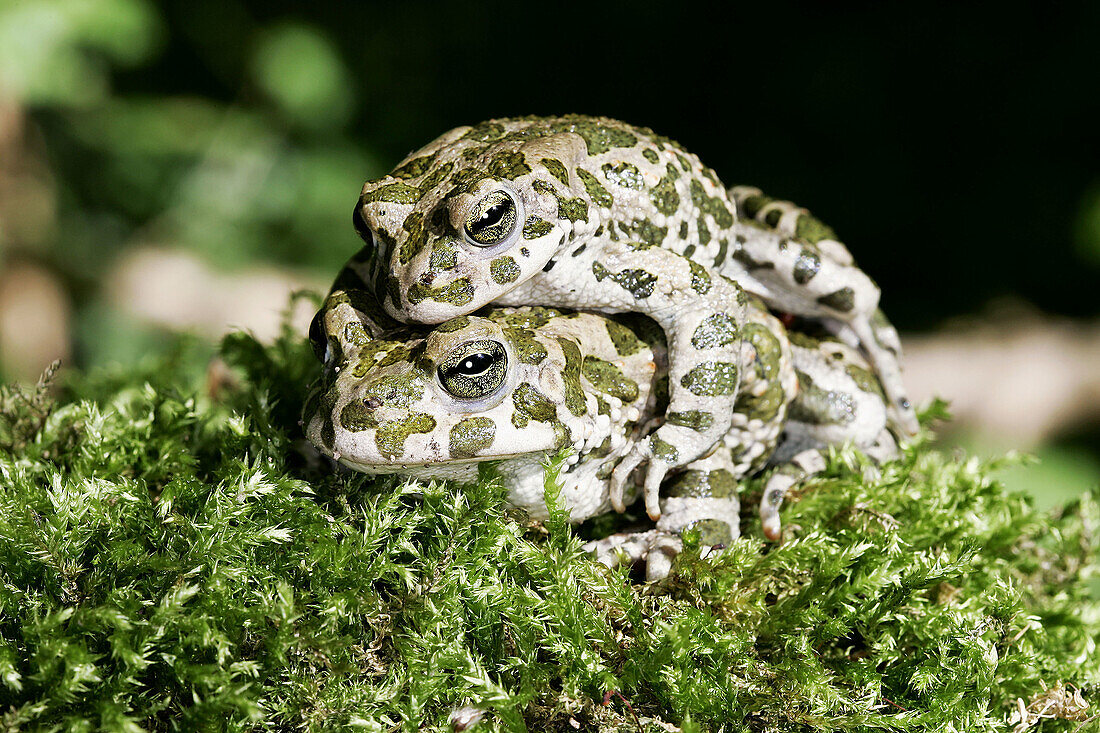 Green Toad (Bufo viridis)