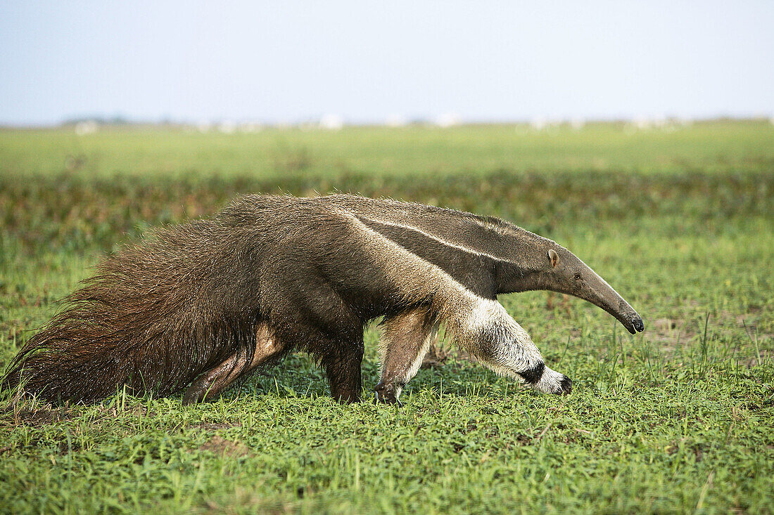 Giant Anteater (Myrmecophaga tridactyla). Venezuela