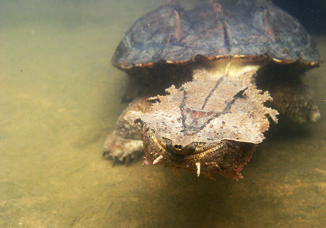 Matamata Turtle (Chelus fimbriatus). Venezuela