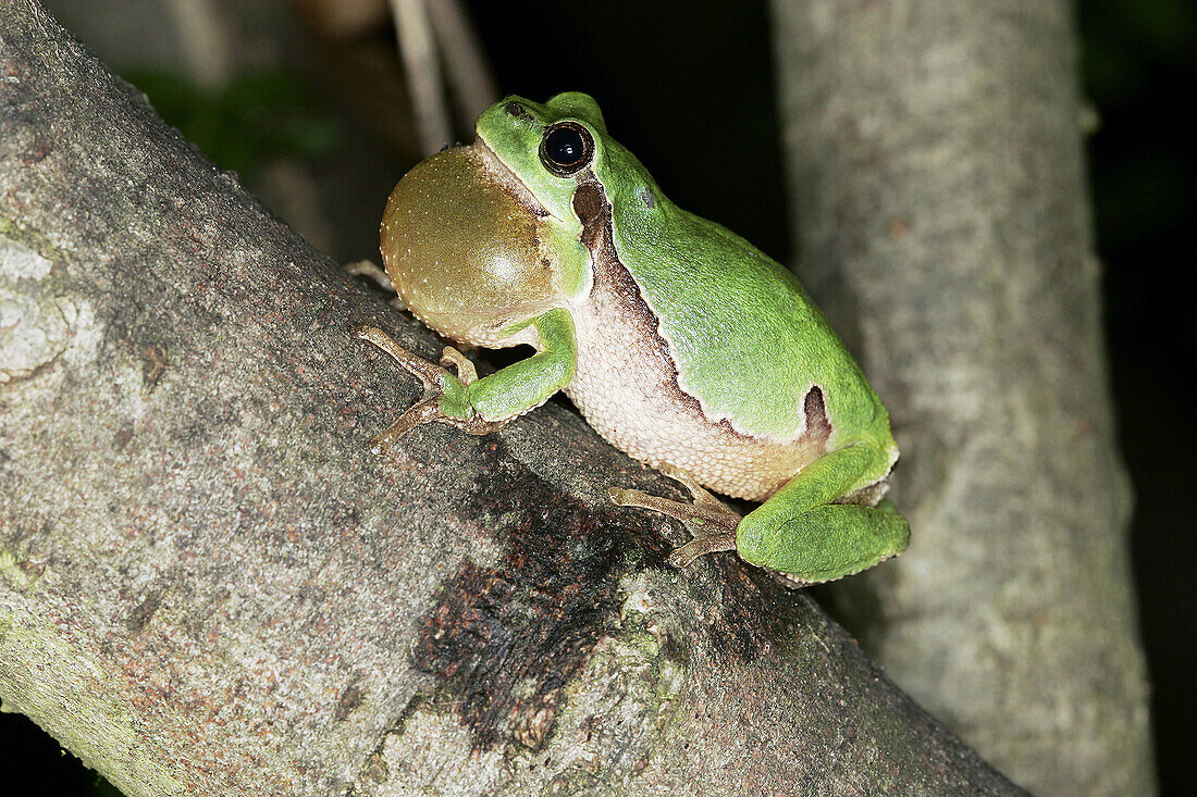 Common Tree Frog (Hyla arborea). Alsace, France