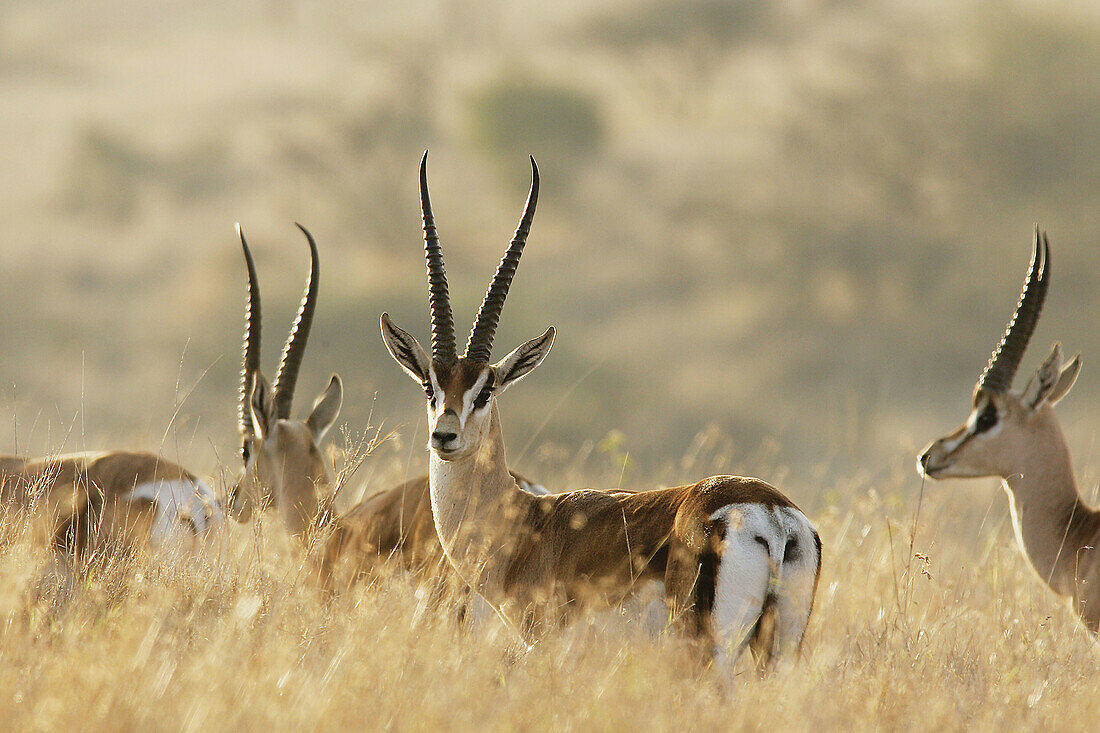 Grant s Gazelle (Gazella granti). Kenya