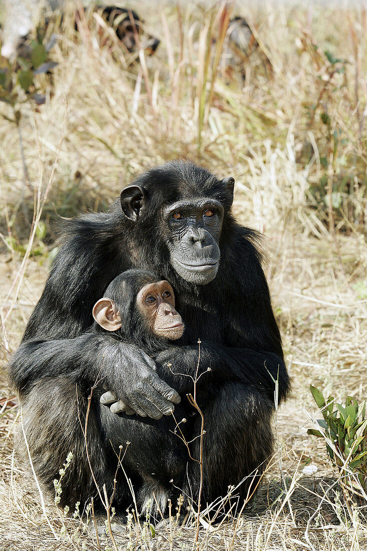 Chimpanzee (Pan troglodytes). Zambia