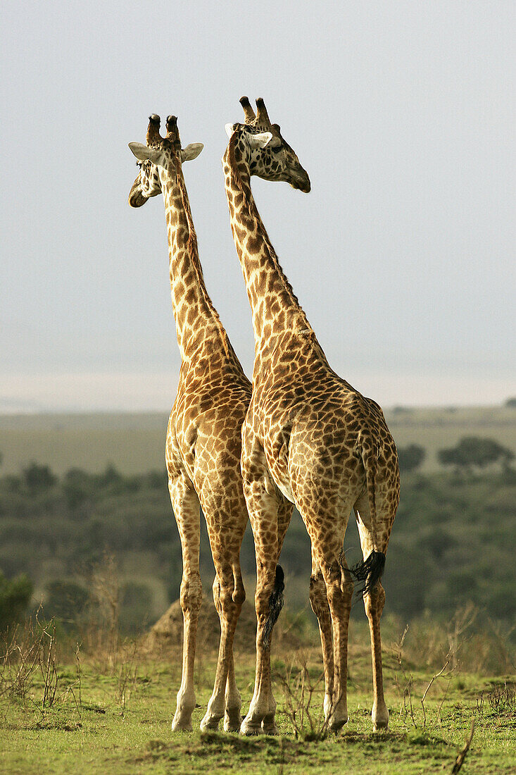 Giraffe (Giraffa camelopardalis). Kenya