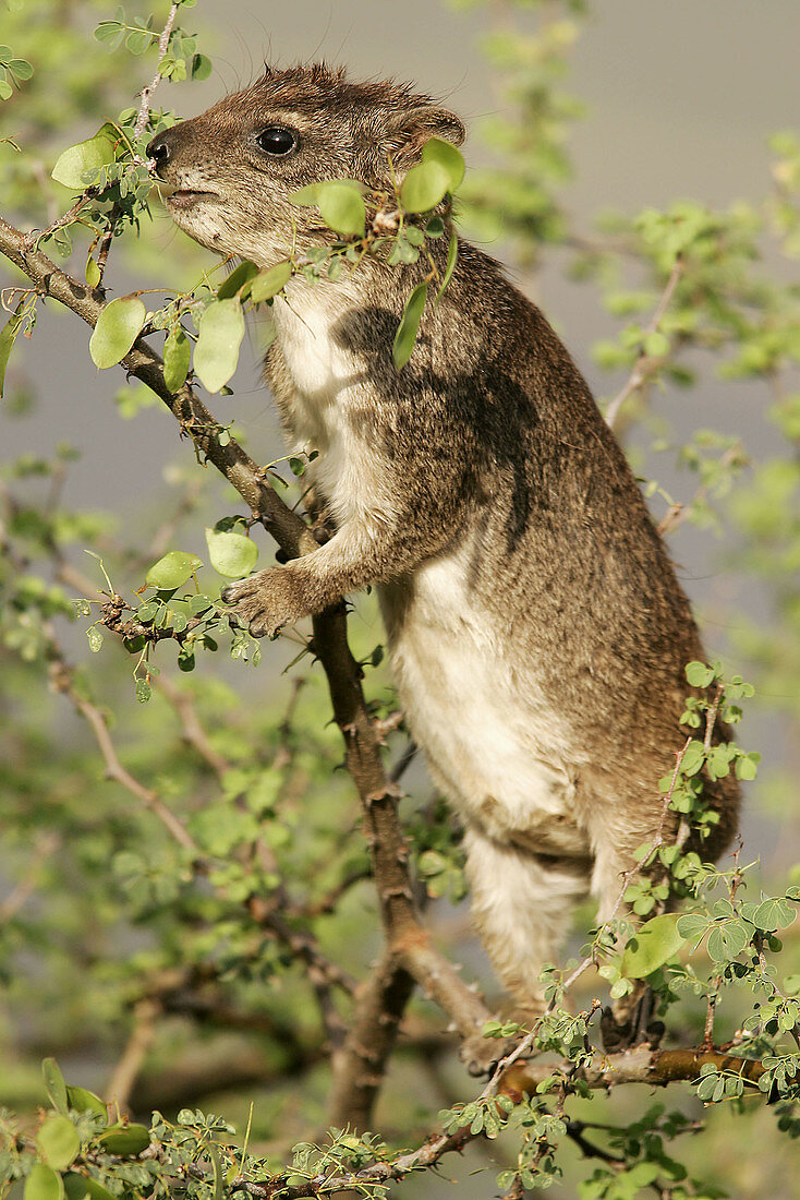 Cape Hyrax (Procavia capensis). Kenya