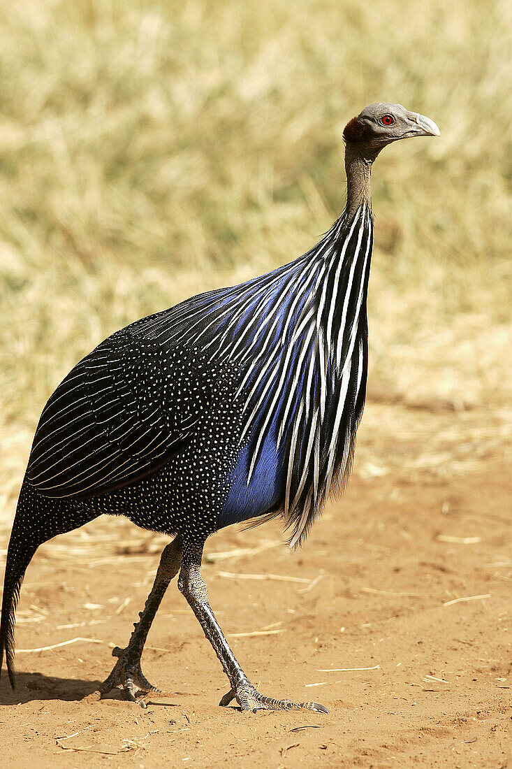 Vulturine Guineafowl (Acryllium vulturinum). Kenya