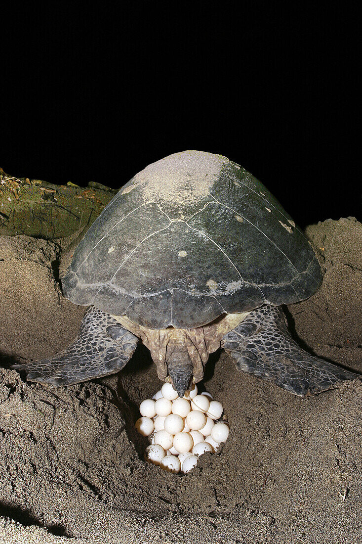 Sea turtle ou green turtle. (Chelonia mydas). Mayotte. Indian Ocean.