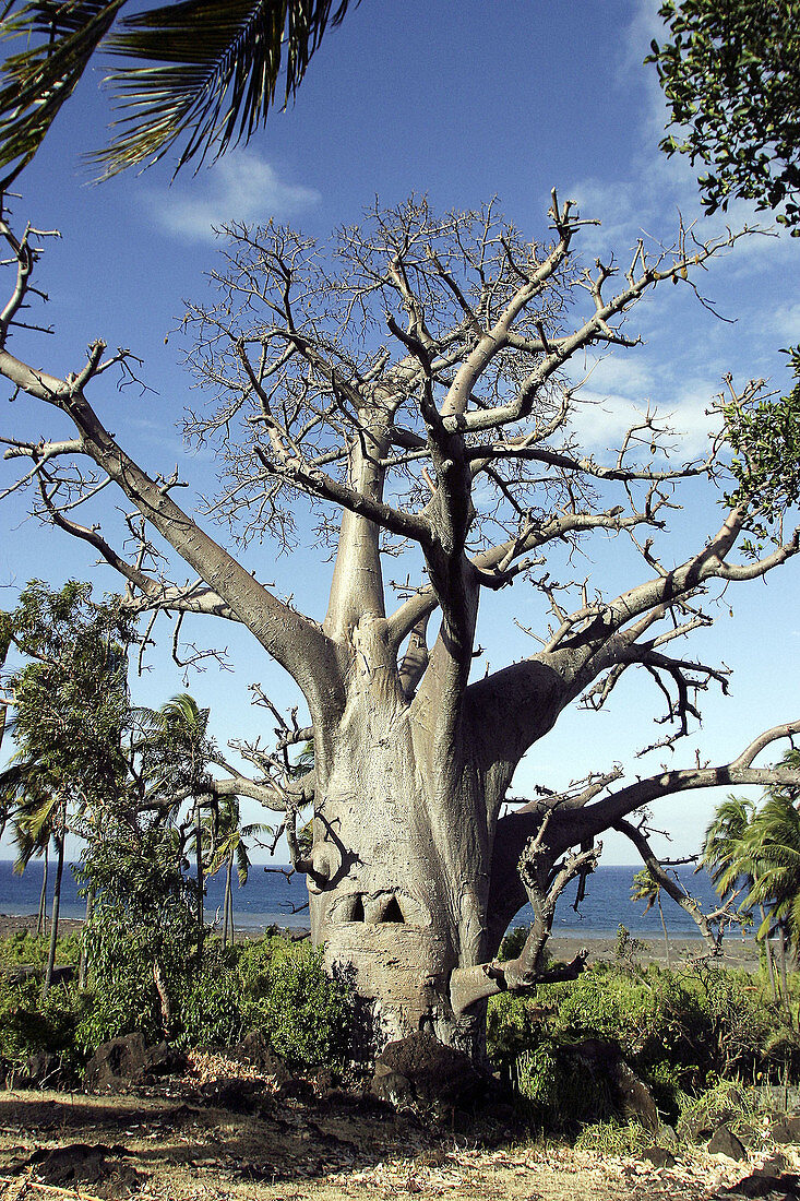 Baobab, Upside-down Tree. Adansonia digitata. Mayotte. Indian Ocean.