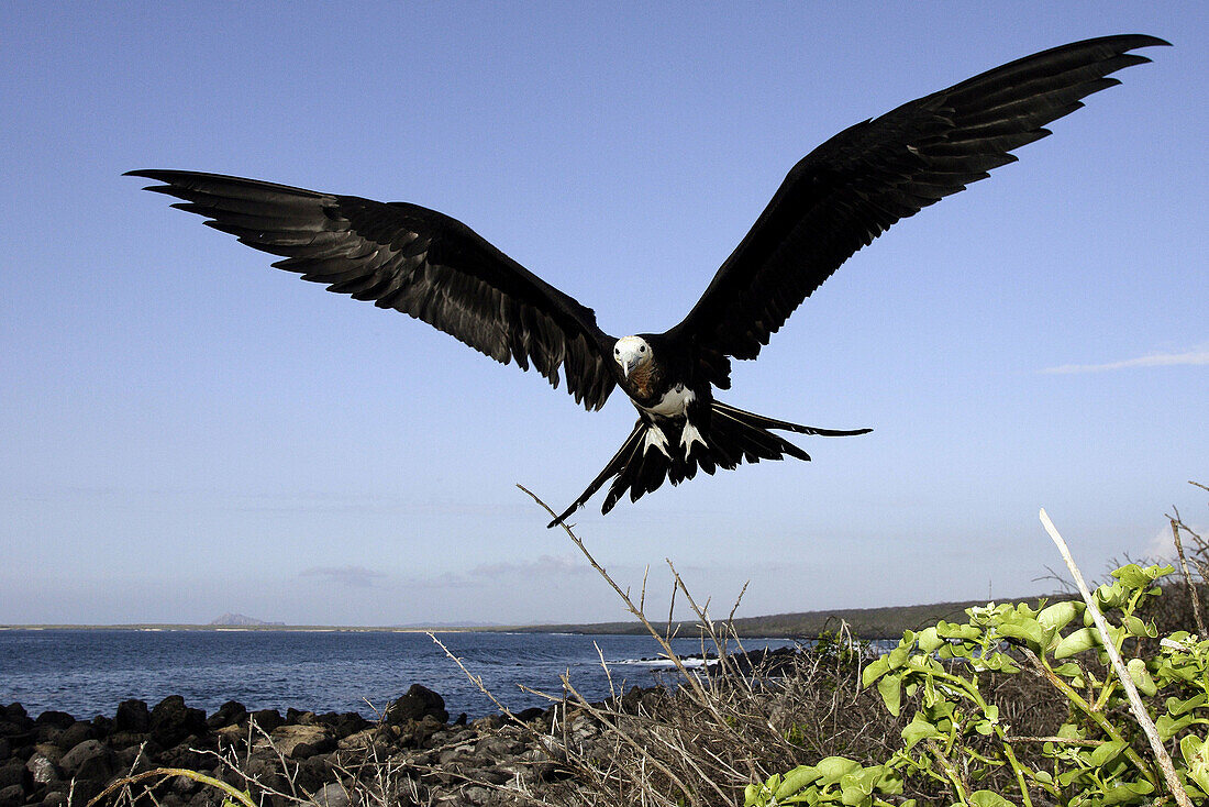 Great Frigatebird (Fregata minor). Galapagos Islands, Ecuador