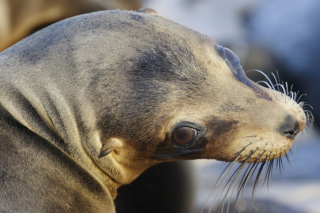 Galapagos Sea Lion (Zalophus californianus wollebacki). Española (Hood) island, Galapagos Islands, Ecuador