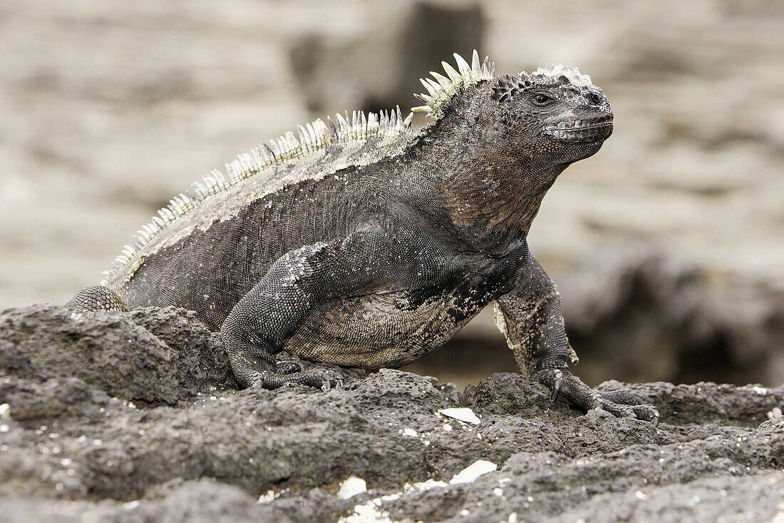 Marine Iguana (Amblyrhynchus cristatus). Santiago island, Galapagos Islands. Ecuador