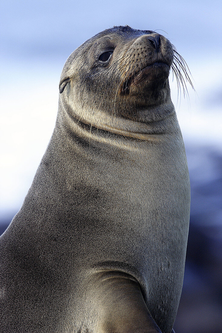 Galapagos Sea Lion (Zalophus californianus wollebacki). Galapagos Islands, Ecuador