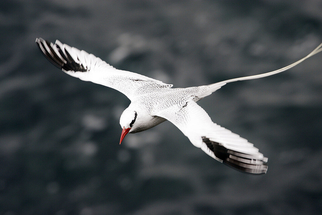 Red-billed Tropicbird (Phaeton aethereus). South Plaza island, Galapagos Islands. Ecuador