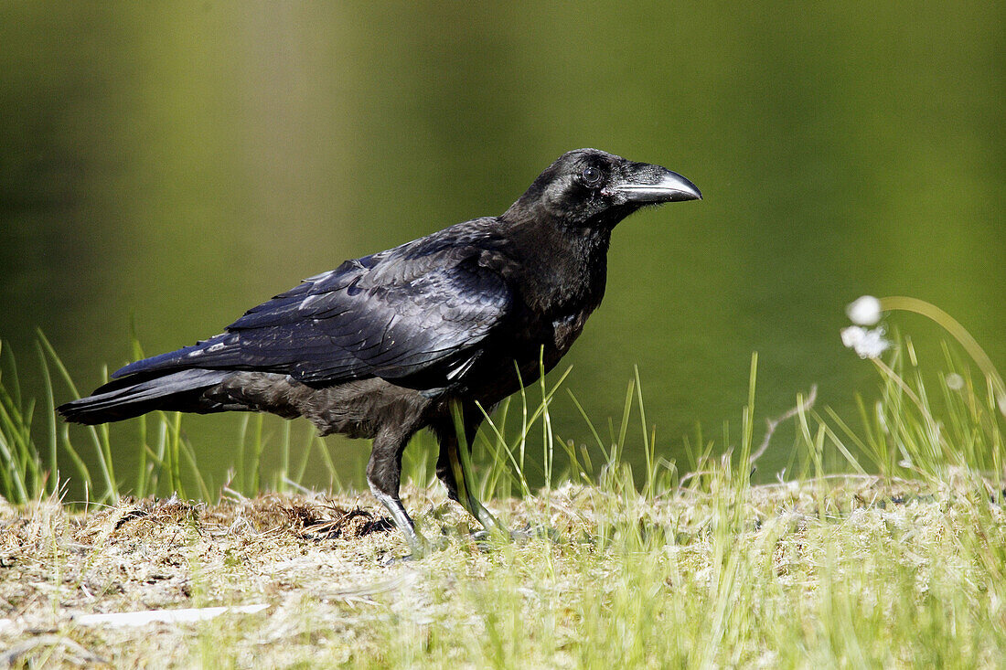 Raven (Corvus corax)