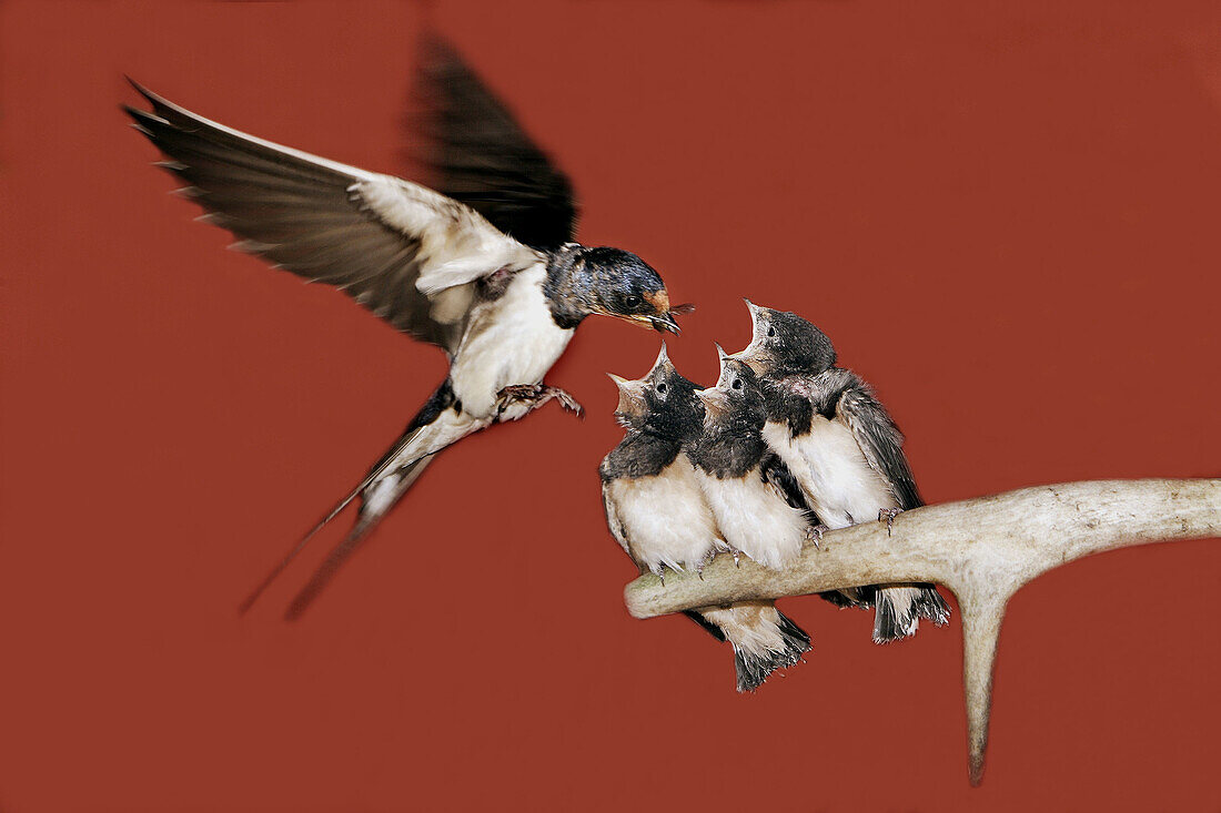 Barn Swallow (Hirundo rustica)