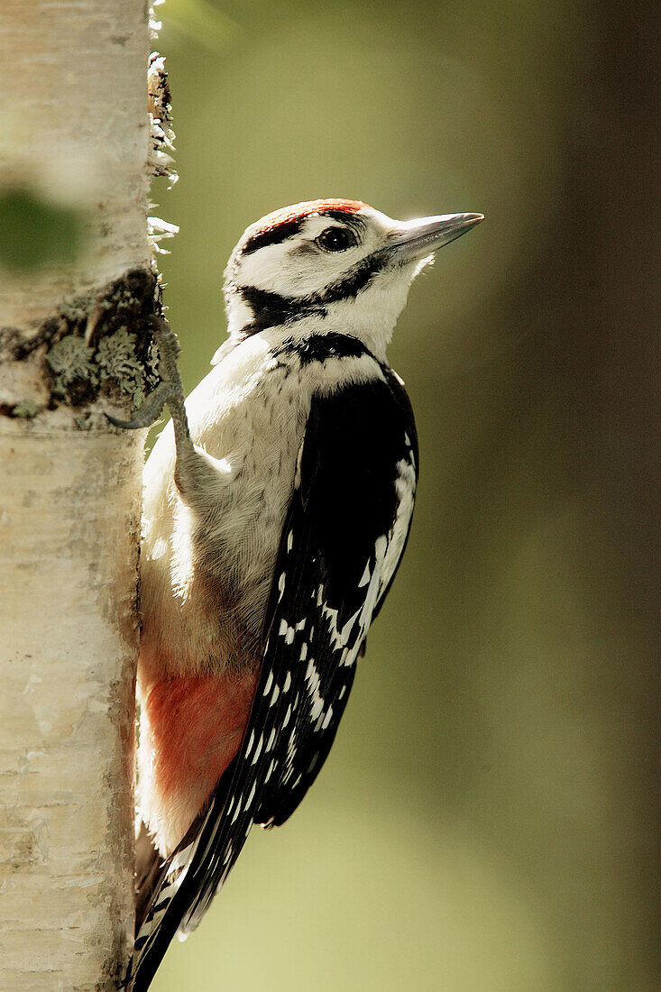 Young Great Spotted Woodpecker (Dendrocopos major) looking for food