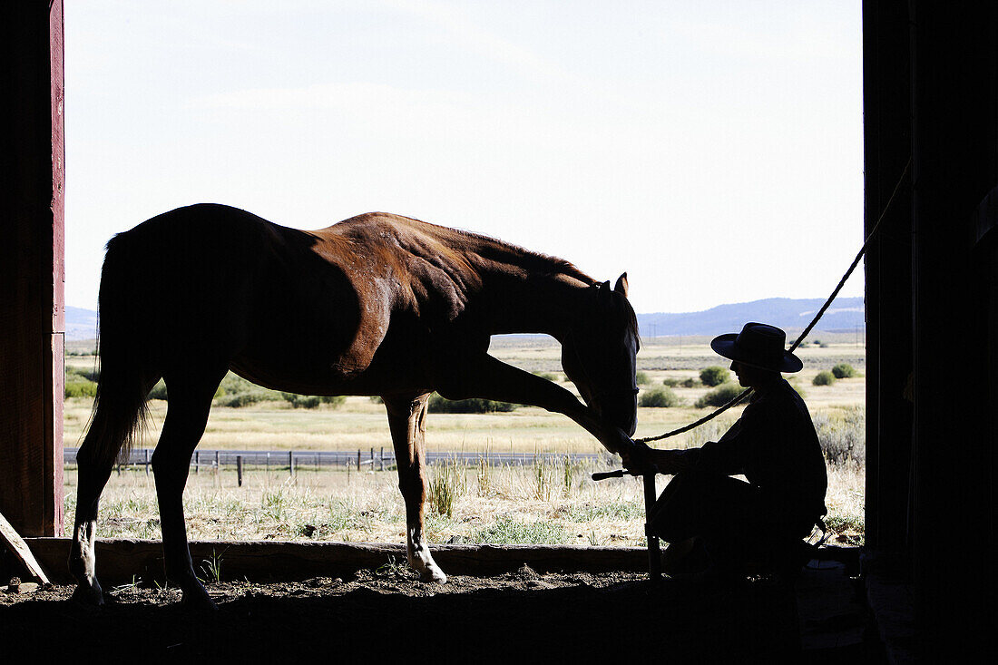 Cattleman with Quarter horse and/or Paint of USA. Ponderosa Ranch. Seneca. Oregon . USA