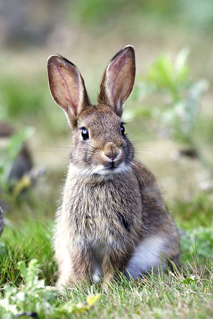Rabbit. (Oryctolagus cuniculus).