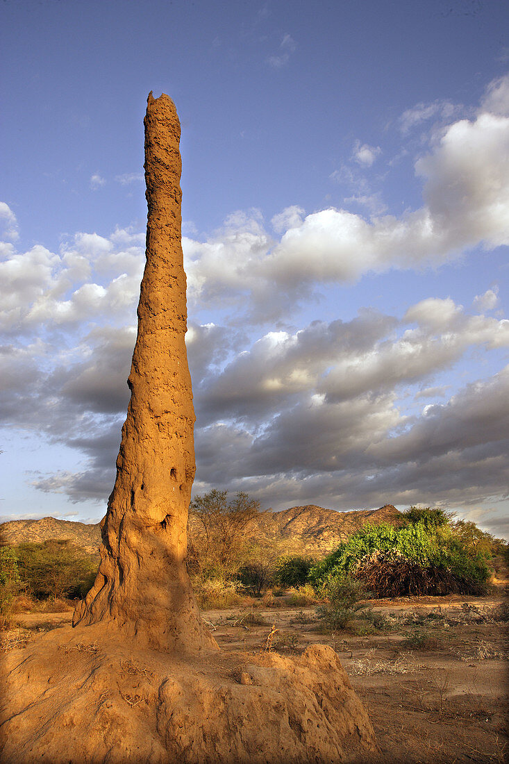 Termite Hill .Savanna biome. National park of Mago. South Ethiopia