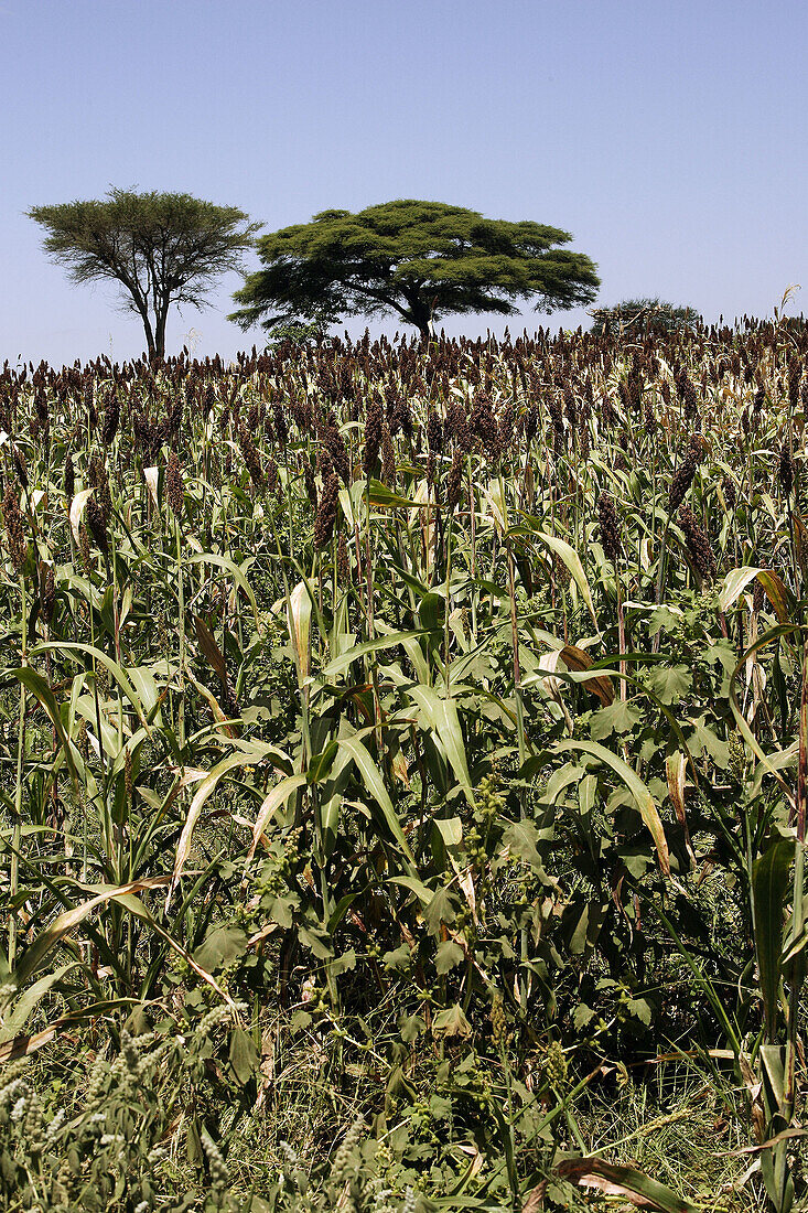 Sorghum bicolor ou Sorghum vulgare. Ethiopia.