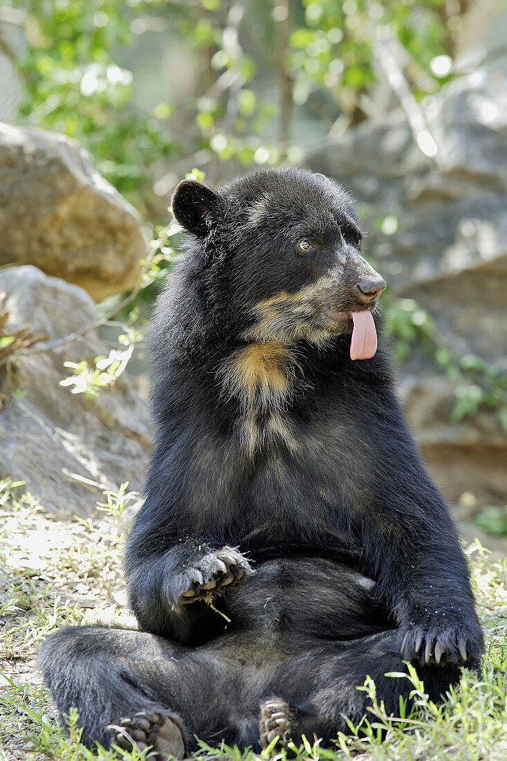 Spectacled Bear (Tremarctos ornatus). Venezuela.