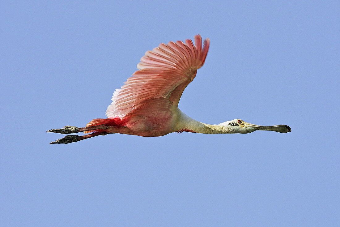 Roseate Spoonbill (Ajaja ajaja). Venezuela.