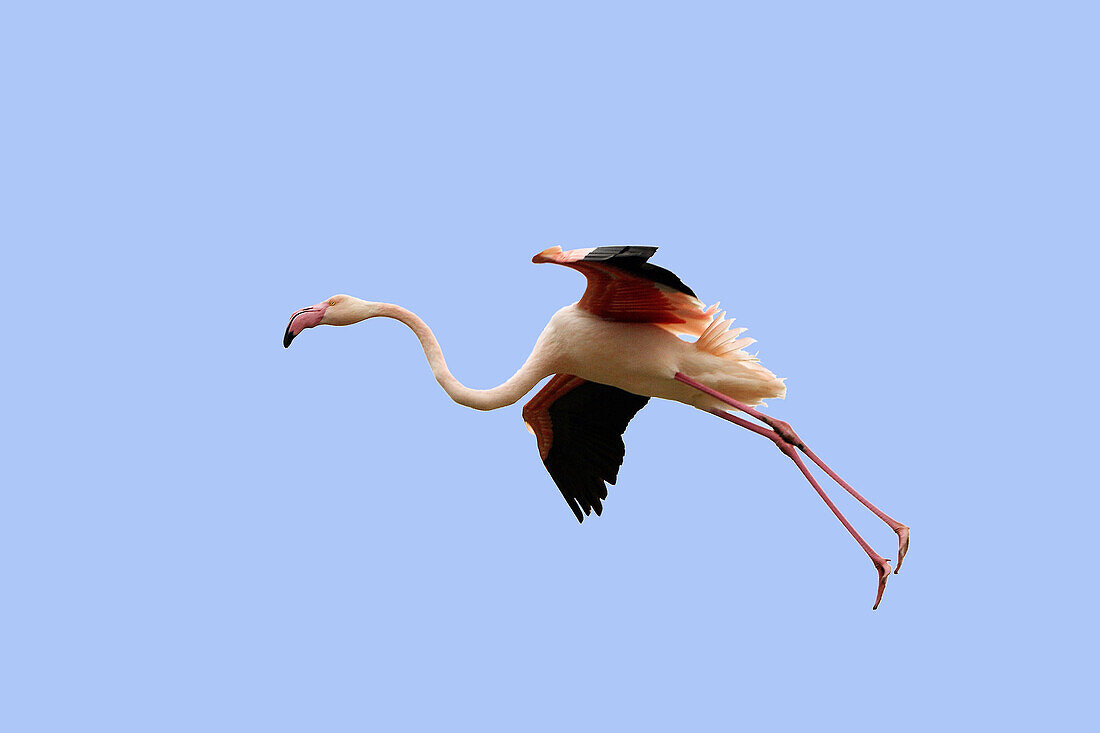 Greater Flamingo (Phoenicopterus ruber). Bouches du Rhone. France.