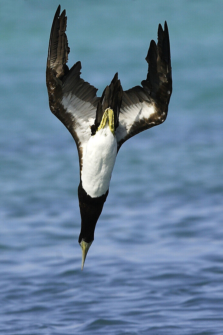 Brown Booby (Sula leucogaster).